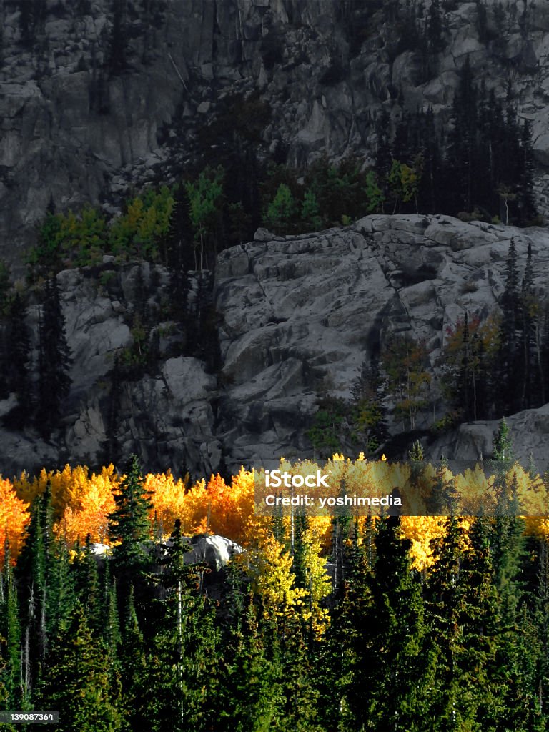 Aspen glow at sunset in Big Cottonwood Canyon, Utah Arranging Stock Photo