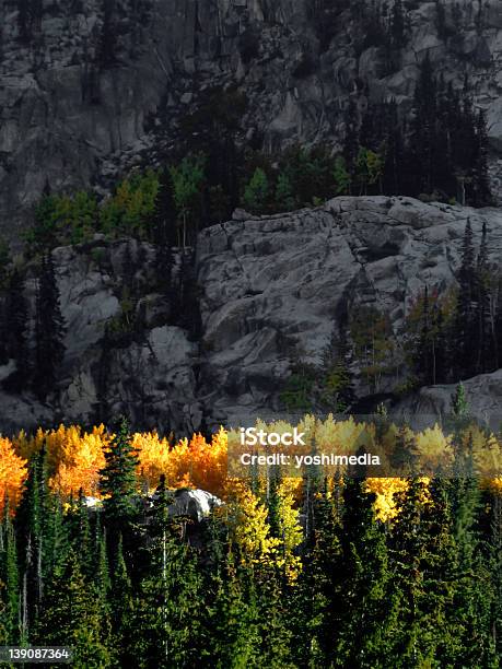 Aspen Glow At Sunset In Big Cottonwood Canyon Utah Stock Photo - Download Image Now