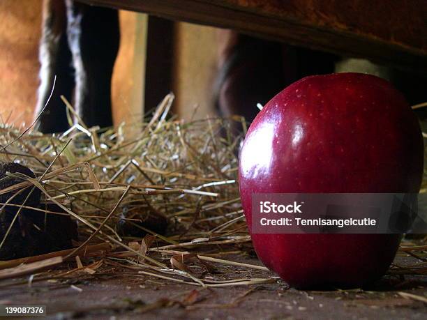 Koń And Apple - zdjęcia stockowe i więcej obrazów Bez ludzi - Bez ludzi, Bliski, Fotografika