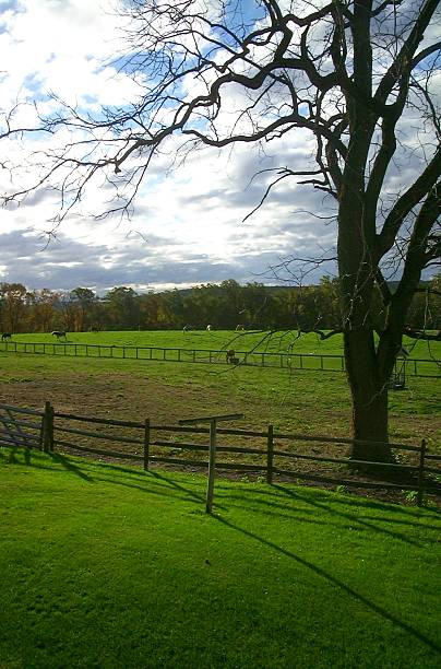Horse Farm