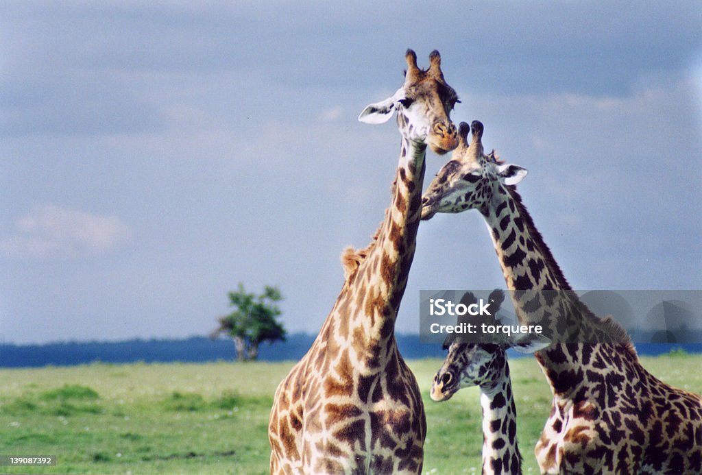 Trois les girafes - Photo de Afrique libre de droits