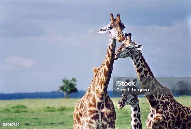 Photo libre de droit de Trois Les Girafes banque d'images et plus d'images libres de droit de Afrique - Afrique, Animaux à l'état sauvage, Famille d'animaux