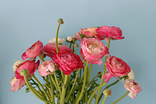 Close up shot of beautiful white and pink bi color ranunculus bouquet. Visible petal structure. Detailed bright patterns of flower buds. Top view, background, copy space for text.