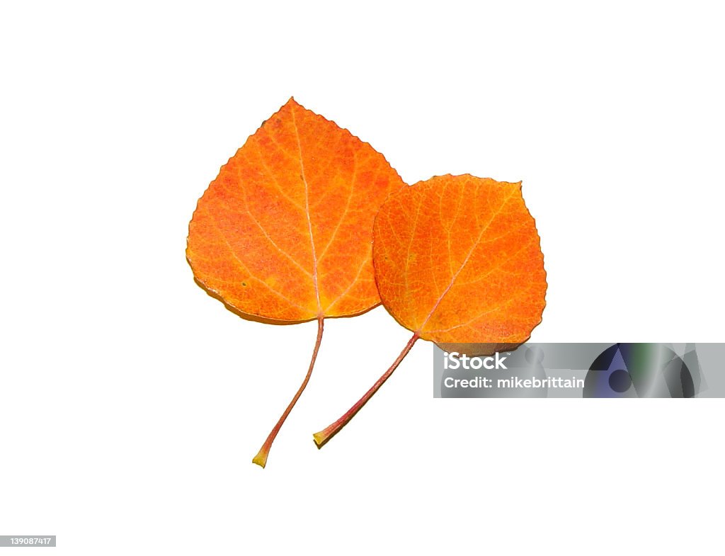 Aspen Leaves Two orange aspen leaves. Autumn Stock Photo