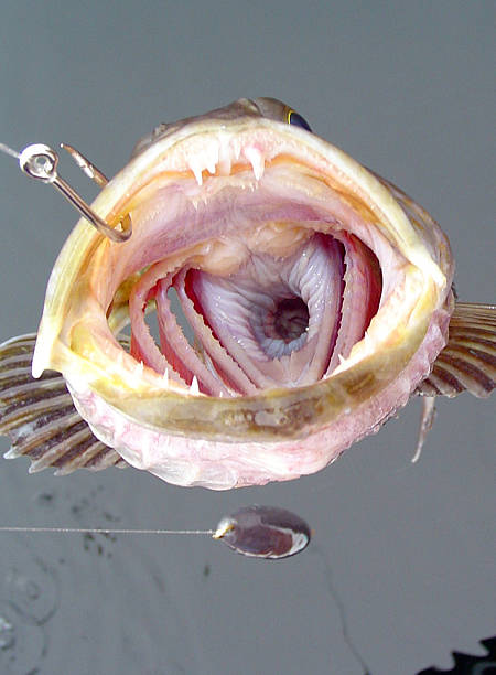 istock The Business End of a Lingcod 139087523