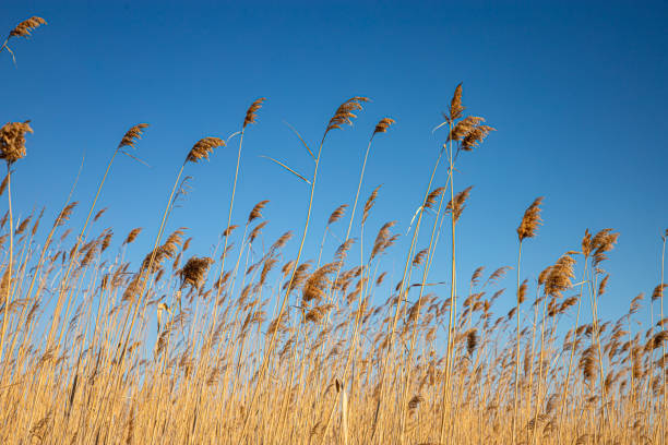 istock Reeds moved by the wind 1390875490