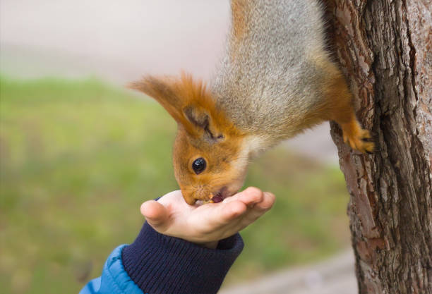 The squirrel eats nuts, which a child's hand holds out to her.