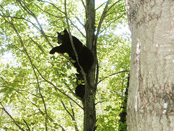 Cтоковое фото bears