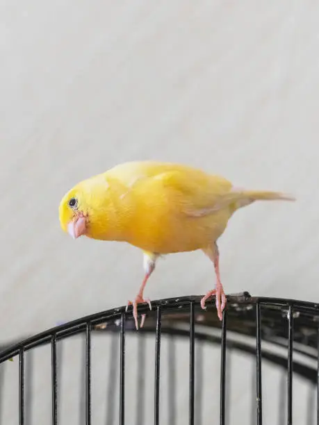 Photo of Selective focus. Curious yellow canary looks straight sitting on