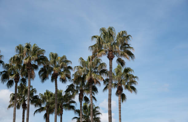 istock Palm trees against blue sky, at tropical coast, Summer tree background 1390876289