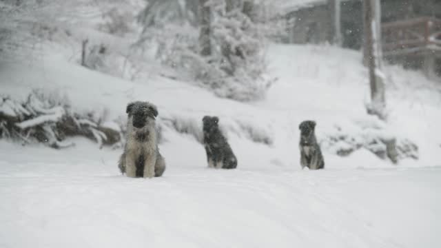 Abandoned lonely little dogs on freezing cold snow fall in slow motion