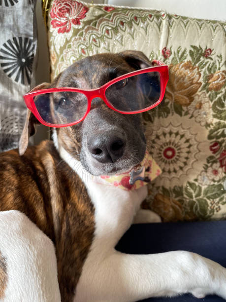 istock Dog wearing red glasses on the sofa 1390876798