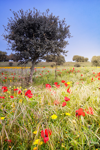 a field with poppies and other flowers where a small tree stands out and other trees can be seen in the background
