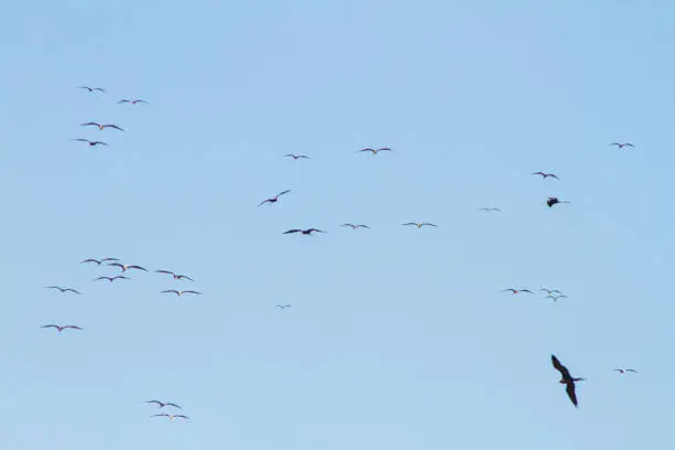 Photo of frigate bird in the blue sky of ipanema beach in Rio de Janeiro, Brazil.