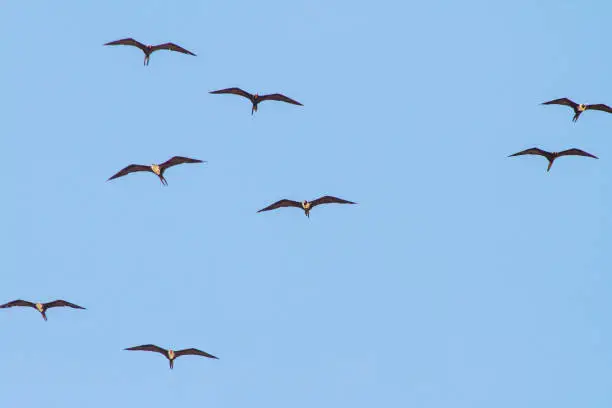 Photo of frigate bird in the blue sky of ipanema beach in Rio de Janeiro, Brazil.