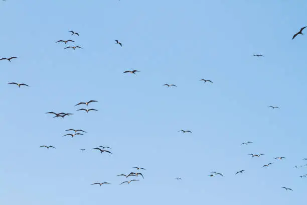 Photo of frigate bird in the blue sky of ipanema beach in Rio de Janeiro, Brazil.