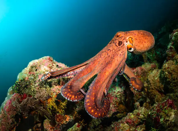 Photo of Big orange octopus monster in the blue water and coral reef