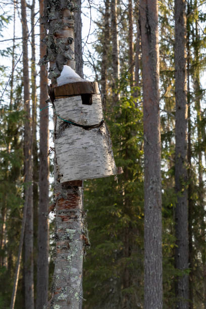 istock A Raw Wood Birdhouse 1390877863