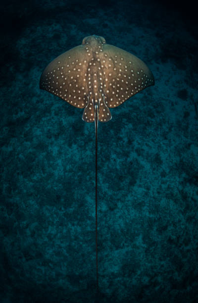 istock White spotted stingray in a deep blue Indian ocean on Maldives islands 1390877926