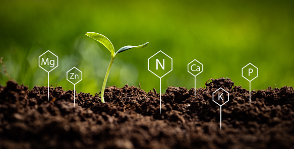 Nitrogen, phosphorus, potassium, zinc, magnesium and calcium chemical symbols next to fragile stem and two leaves of just emerged cucumber plant in a garden