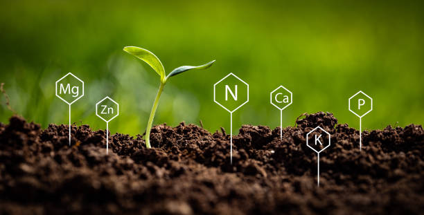 Symbols of chemical elements measured by soil testing stuck into ground next to growing new plant Nitrogen, phosphorus, potassium, zinc, magnesium and calcium chemical symbols next to fragile stem and two leaves of just emerged cucumber plant in a garden nitrogen photos stock pictures, royalty-free photos & images