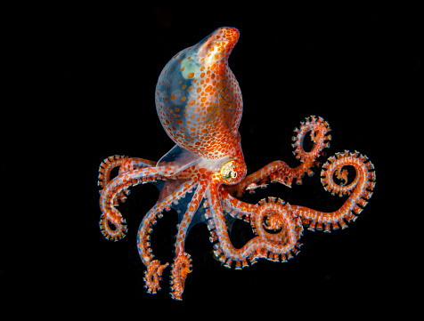 Tiny orange octopus in the black water of the deep sea