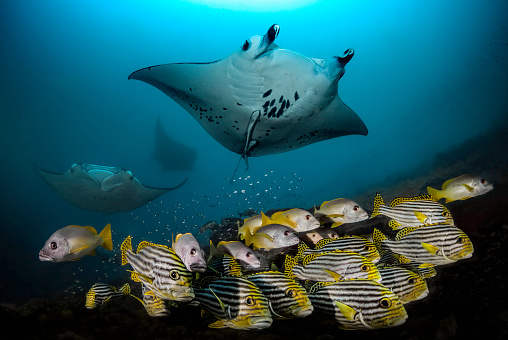 Beautiful landscape with three manta rays and lucian yellow fish in the depth