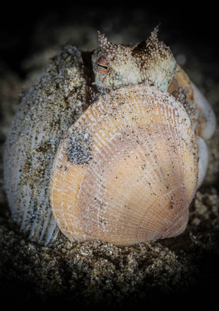 istock Small invisible octopus hiding in the shells at night on macro photo 1390878825