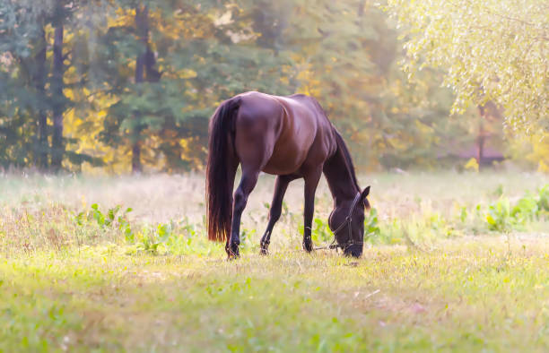 istock A horse on a field. 1390879274