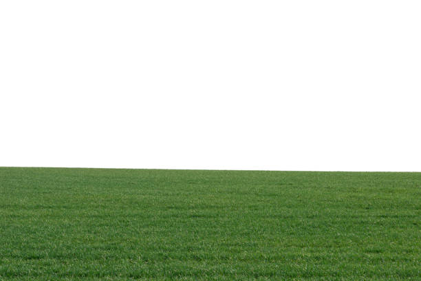 istock Green field with blue sky as background. 1390879372