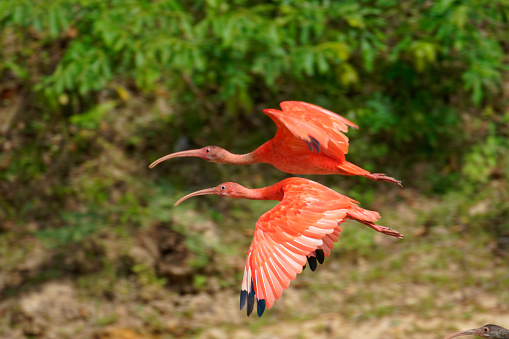 Ibis search for food in the Los Llanos region of Colombia