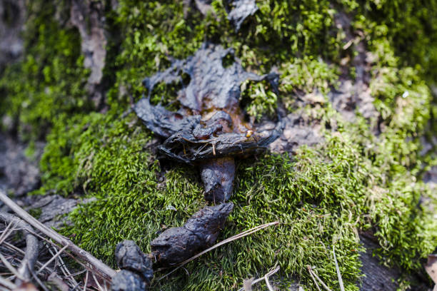 istock Animal excrement in forest, close up 1390881712
