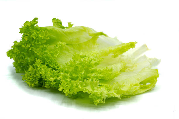 Green Lollo Rosso salad leaf isolated on white background
