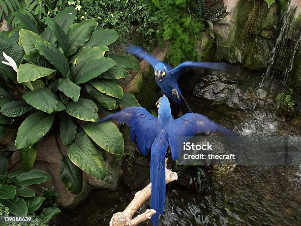 Azul Macaws Bicker Foto de stock y más banco de imágenes de Animal extinto - Animal extinto, Animales en cautiverio, Azulejo - Pájaro