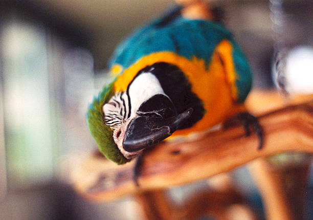 Papagaio Arara azul e Ouro - fotografia de stock