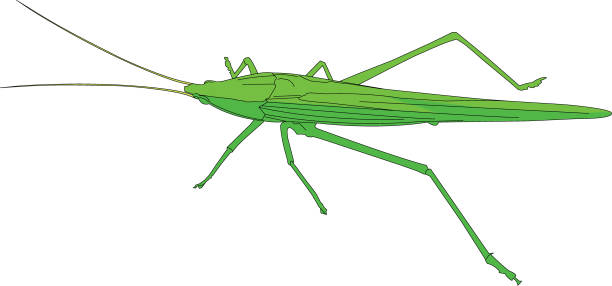 애송이, - grasshopper locust giant grasshopper antler stock illustrations