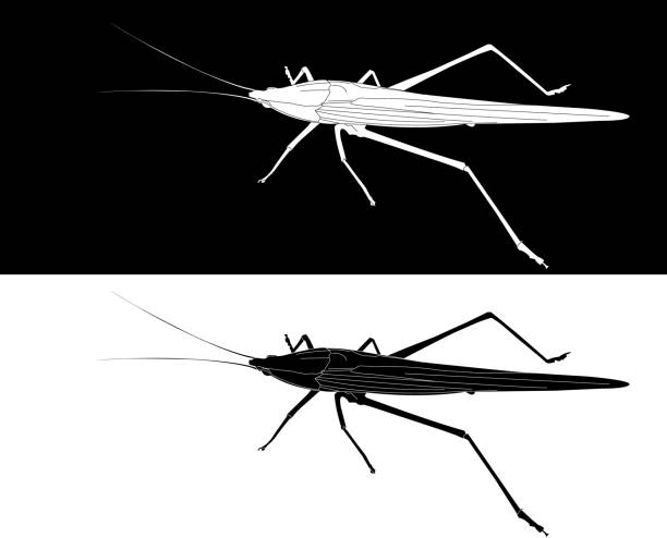 ilustrações de stock, clip art, desenhos animados e ícones de grasshopper, - grasshopper locust giant grasshopper antler