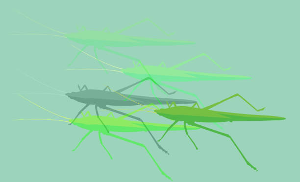 애송이, - grasshopper locust giant grasshopper antler stock illustrations