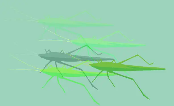Vector illustration of Grasshopper,