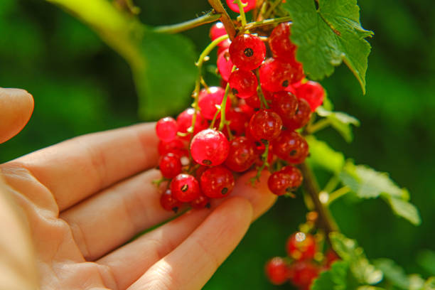 Red currant harvest.summer berries in the summer garden.