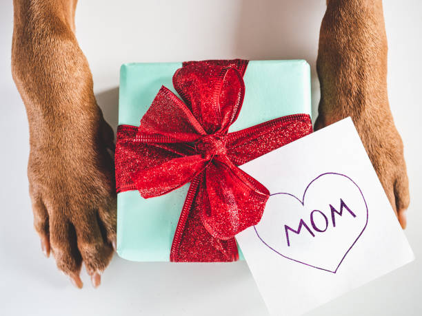 istock Lovable, adorable brown puppy and gift box 1390888126