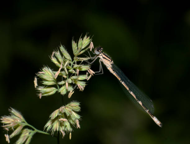 istock Common Blue Damselfly, Enallagma cyathigerum. 1390888359