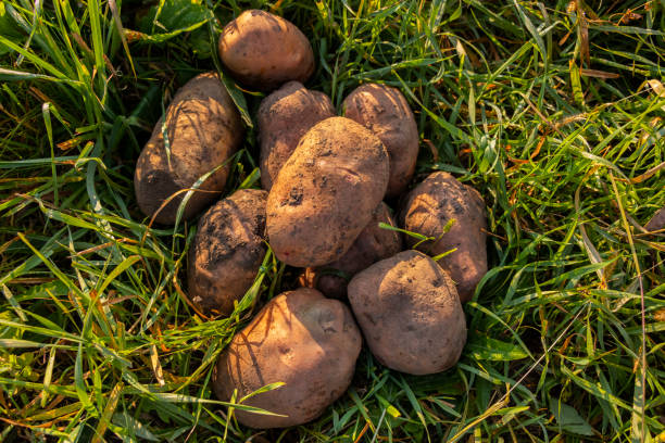 istock Big potatoes lie in the green grass 1390888366