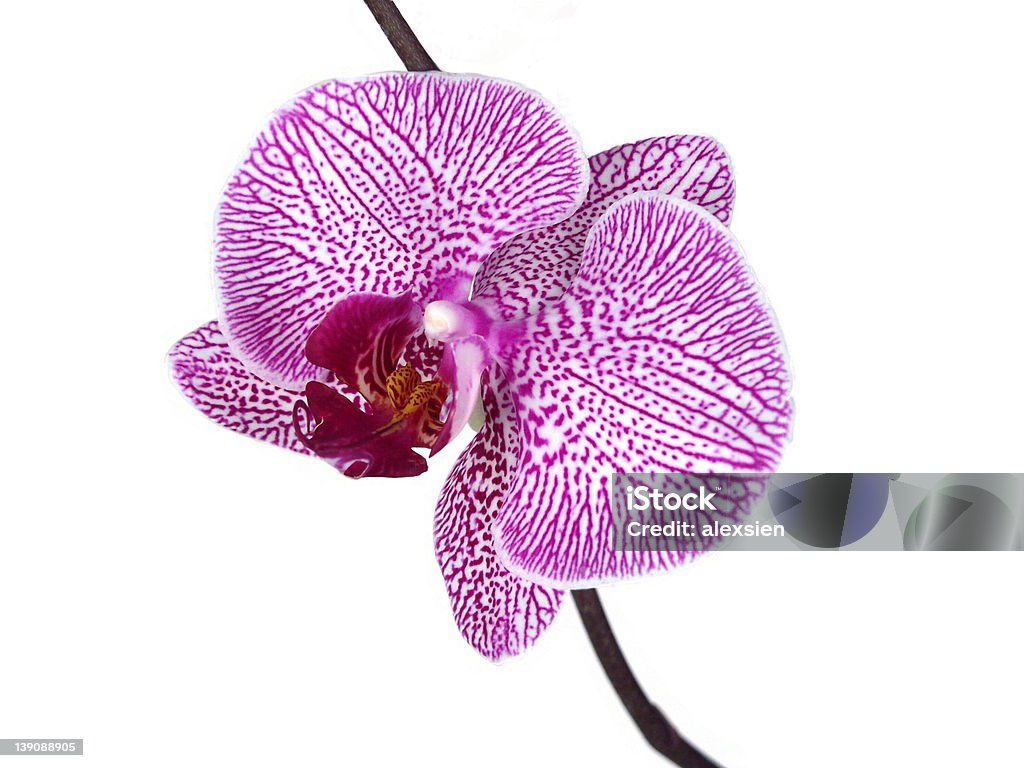 Orchidea blossom macro girato - Foto stock royalty-free di Bellezza