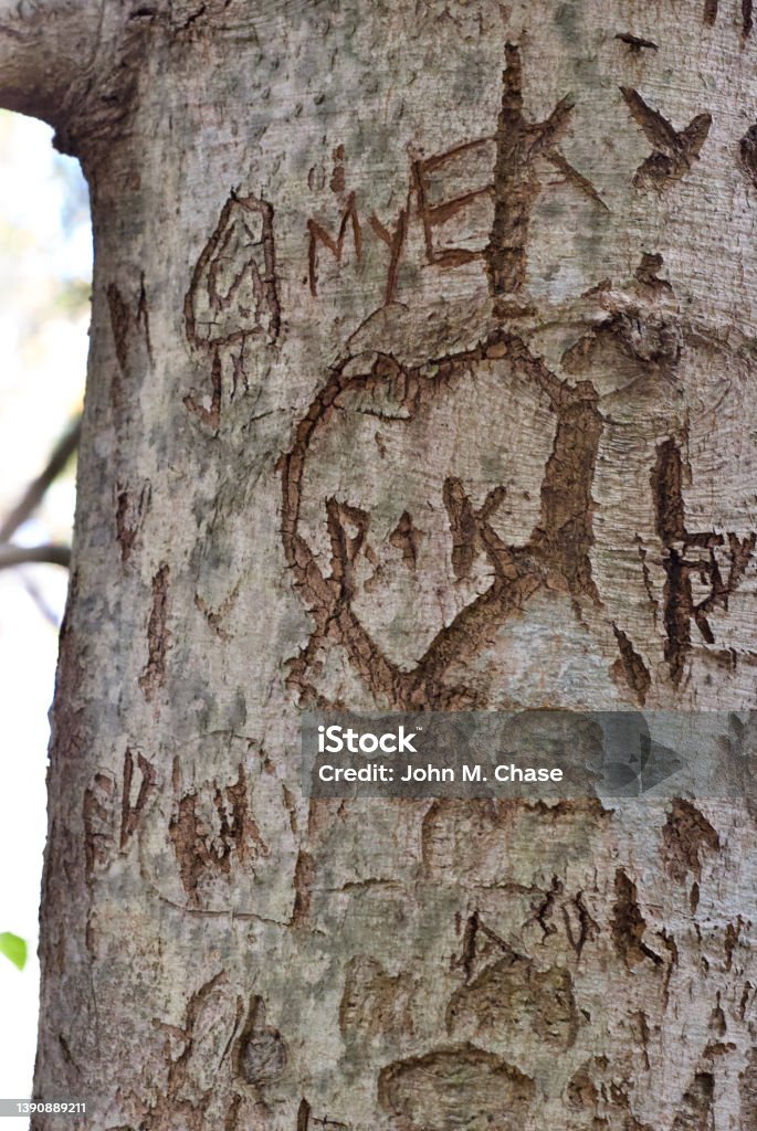 Tree Damaged By Carved Initials Close-up view of an American Beech tree trunk damaged by multiple carved initials into the bark over several years. American Beech Stock Photo