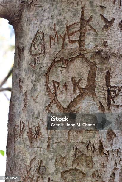 Tree Damaged By Carved Initials Stock Photo - Download Image Now - American Beech, Arbor Day, Beech Tree