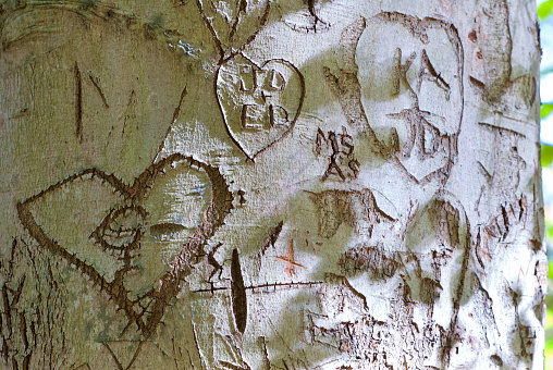 Close-up view of an American Beech tree trunk damaged by multiple carved initials into the bark over several years.