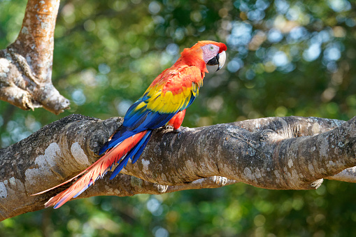 a Macaw rests on a tree branch in the Los Llanos region of Colombia