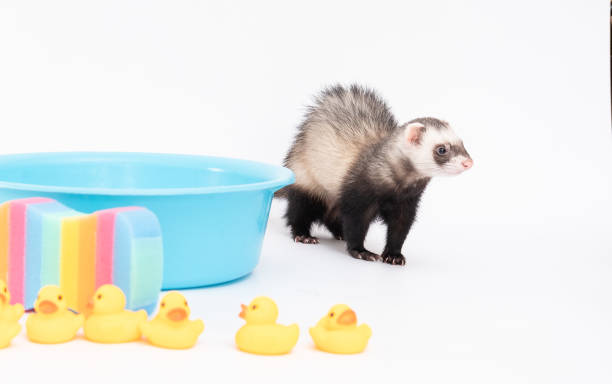 istock Ferret wash in water with rubber duck on a white background 1390889661