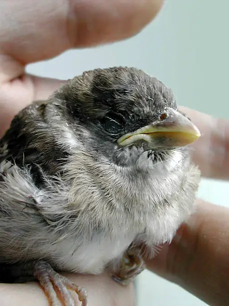 An injured bird (sparrow) which I rescued, nurtured, and released. My cat the made a second rescue attempy :(